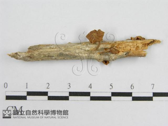 微皮傘屬藏品圖，第3張