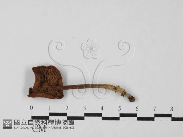 登錄號:F0027500藏品圖，第3張