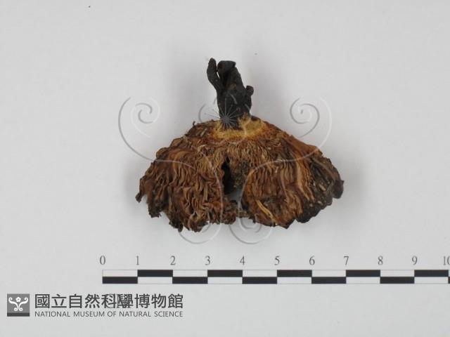 登錄號:F0005500藏品圖，第3張