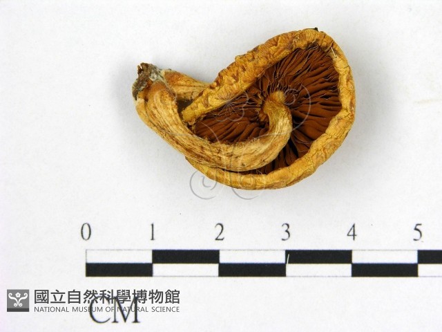 登錄號:F0009500藏品圖，第3張