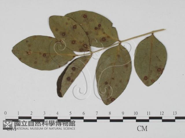 館號:F0019500藏品圖，第3張