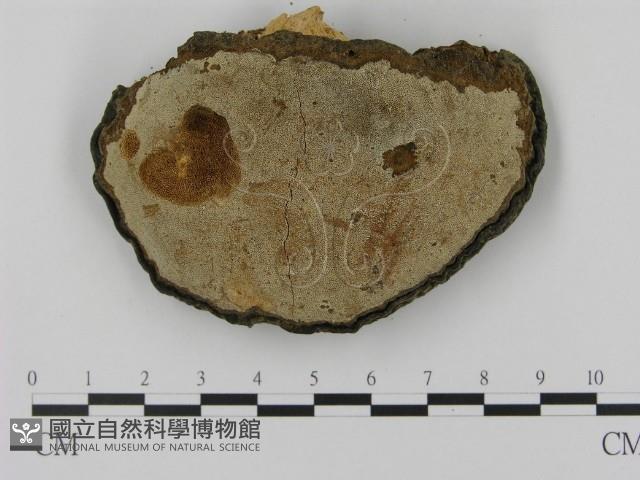 登錄號:F0003500藏品圖，第3張