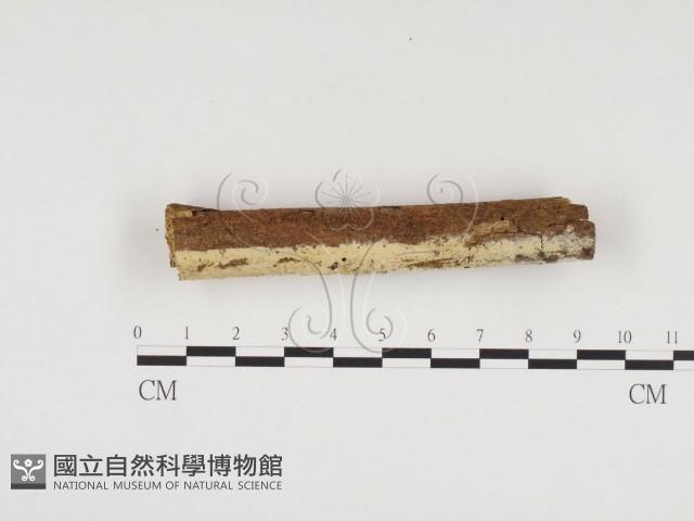 冇骨消絲齒菌藏品圖，第3張