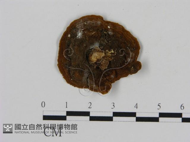 刺革菌屬藏品圖，第3張