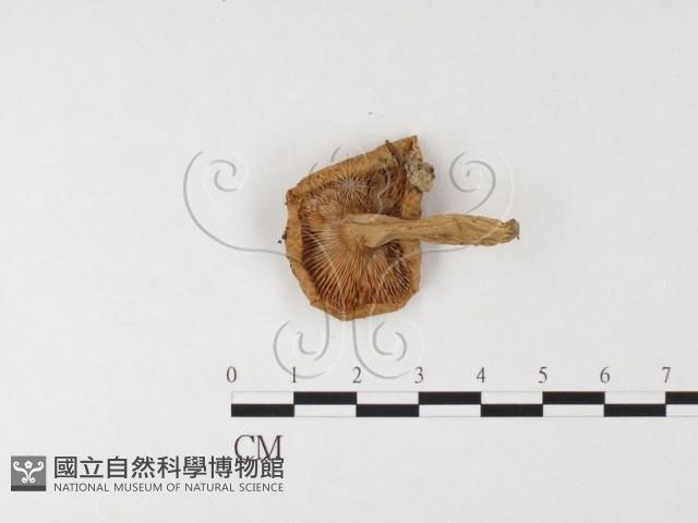 登錄號:F0026100藏品圖，第3張