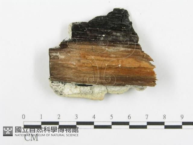 登錄號:F0006100藏品圖，第3張