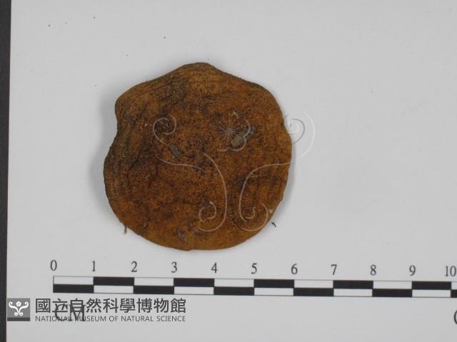 登錄號:F0016100藏品圖，第3張