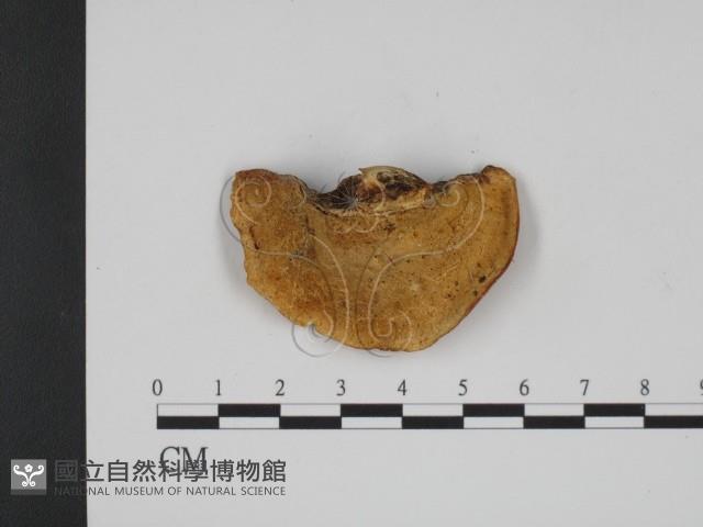 館號:F0001100藏品圖，第3張