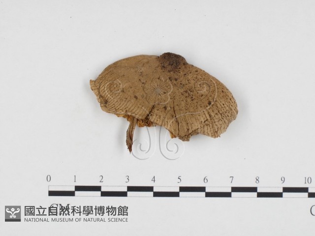 純黃白鬼傘藏品圖，第3張