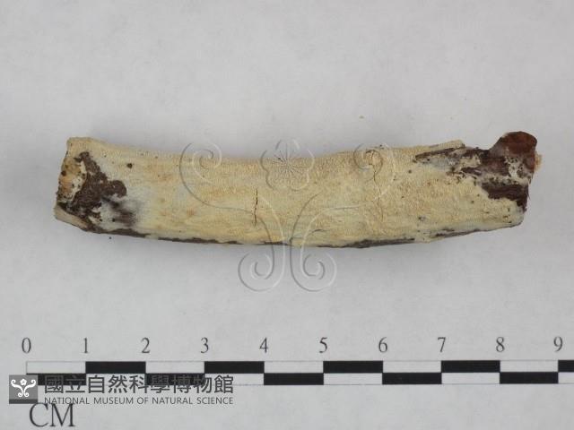 登錄號:F0022100藏品圖，第3張