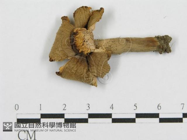 紅菇屬藏品圖，第3張