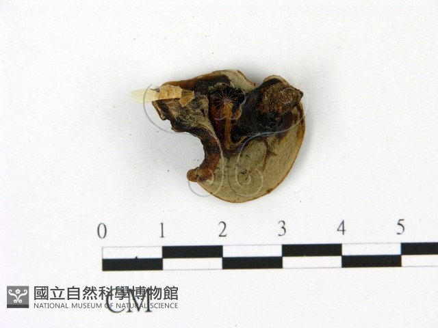 登錄號:F0023100藏品圖，第3張