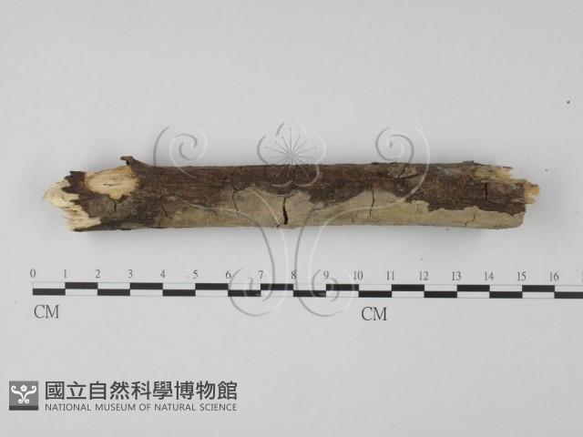 齒耳菌屬藏品圖，第3張