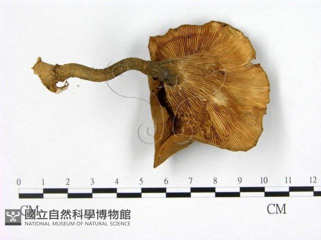 登錄號:F0013100藏品圖，第3張