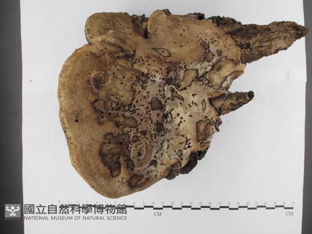 登錄號:F0026000藏品圖，第3張