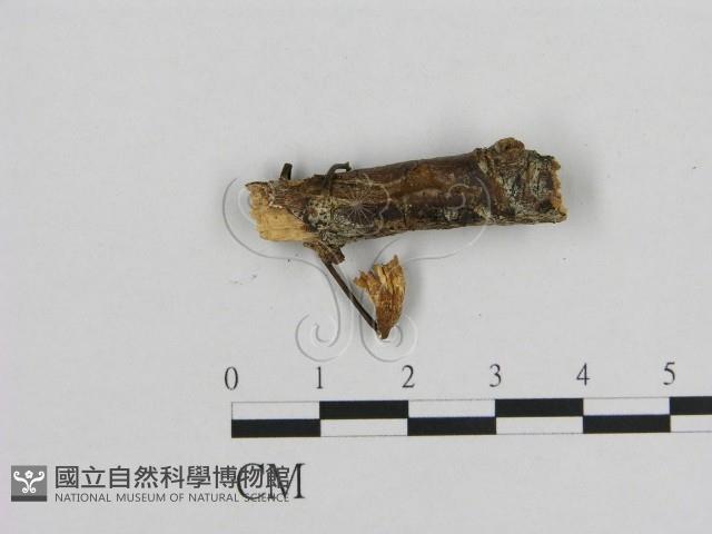小皮傘屬藏品圖，第3張