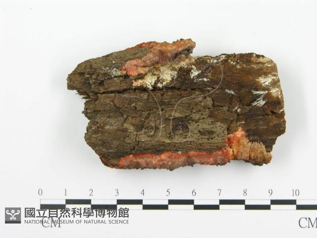 登錄號:F0014000藏品圖，第3張