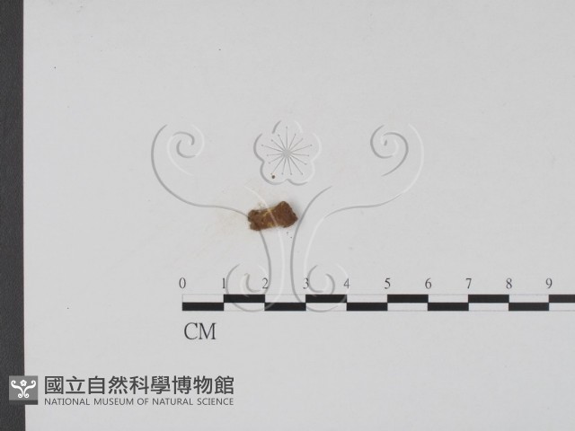 登錄號:F0002000藏品圖，第3張