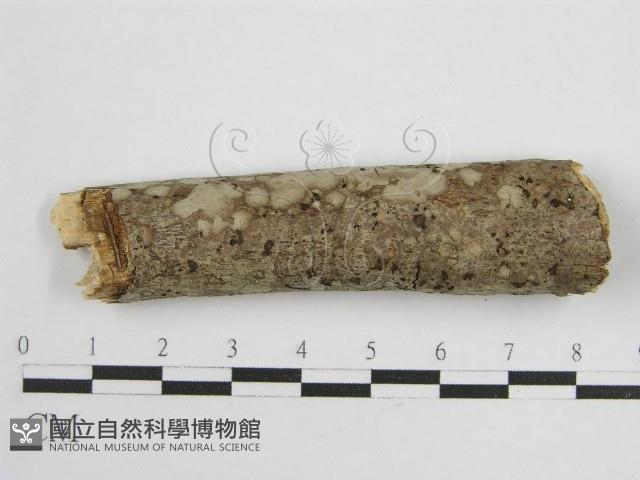 登錄號:F0012000藏品圖，第1張