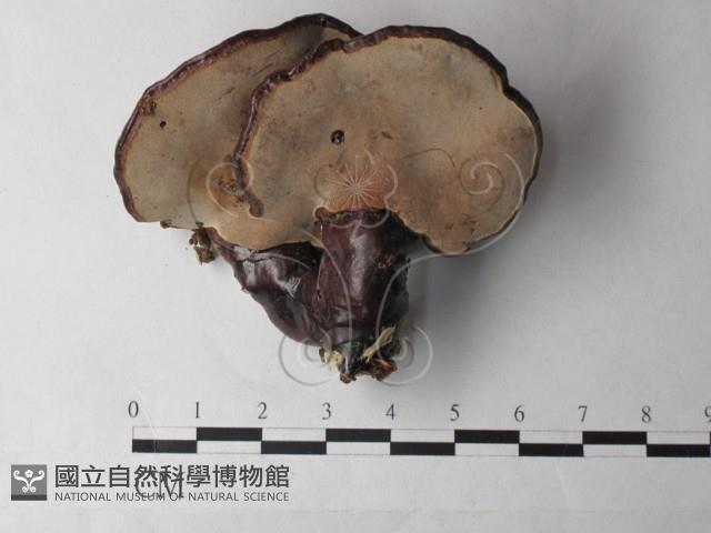 登錄號:F0027000藏品圖，第3張