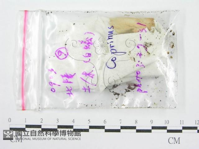 鬼傘屬藏品圖，第3張