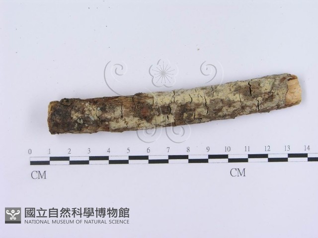登錄號:F0003000藏品圖，第3張