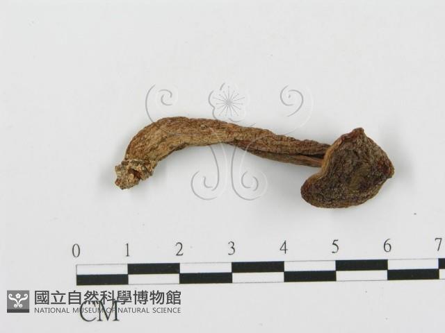 登錄號:F0013000藏品圖，第1張