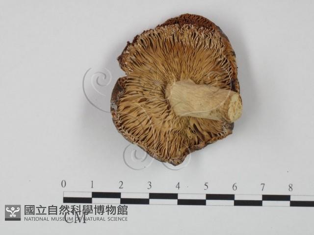 紅菇屬藏品圖，第3張