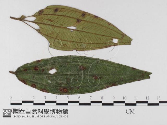 登錄號:F0026300藏品圖，第1張