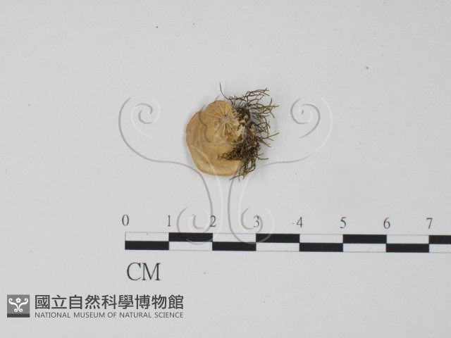 登錄號:F0006300藏品圖，第3張