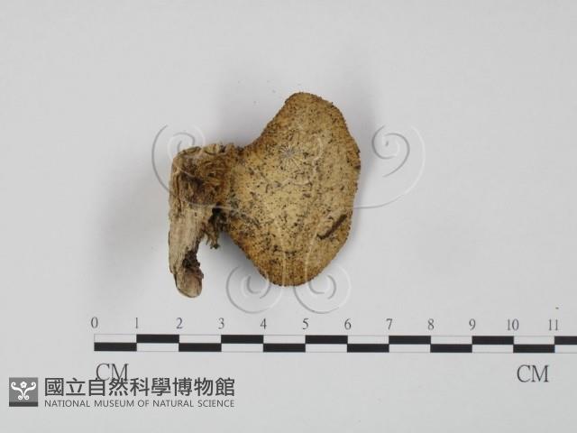 登錄號:F0016300藏品圖，第3張