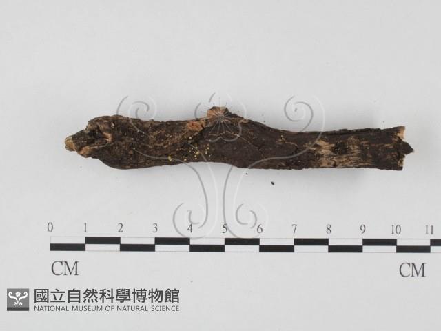 登錄號:F0001300藏品圖，第3張