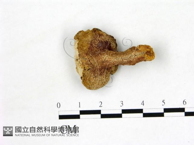 登錄號:F0011300藏品圖，第3張