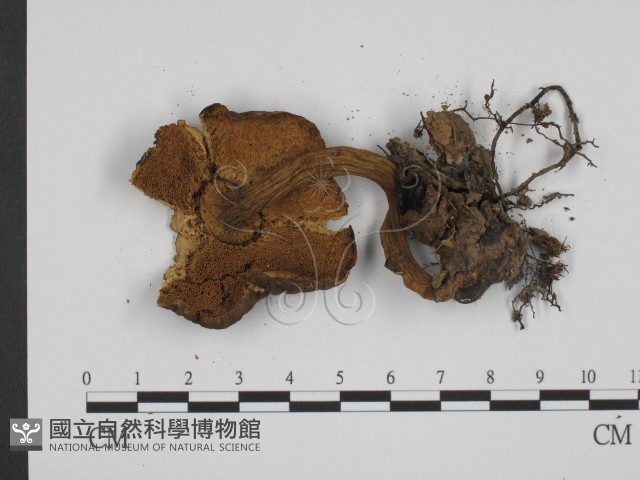 登錄號:F0014300藏品圖，第3張