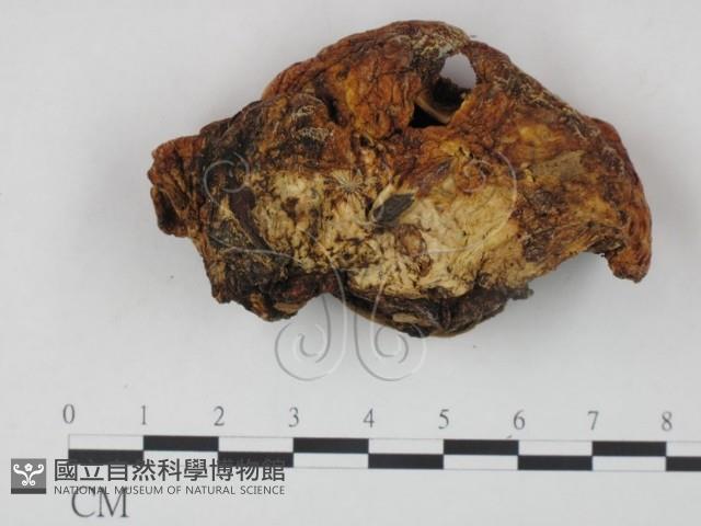 登錄號:F0002300藏品圖，第3張