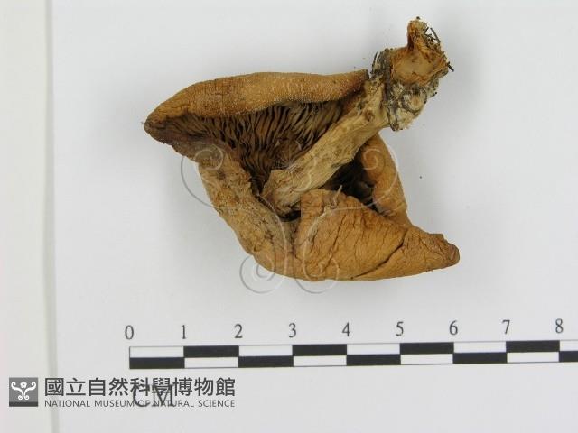 登錄號:F0012300藏品圖，第3張