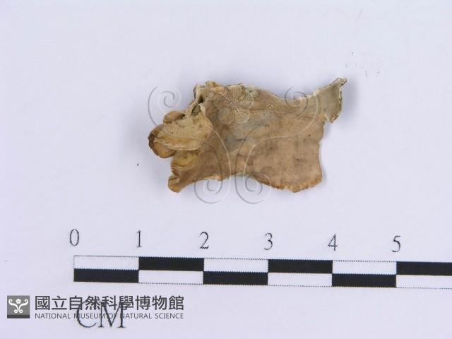 登錄號:F0007300藏品圖，第1張