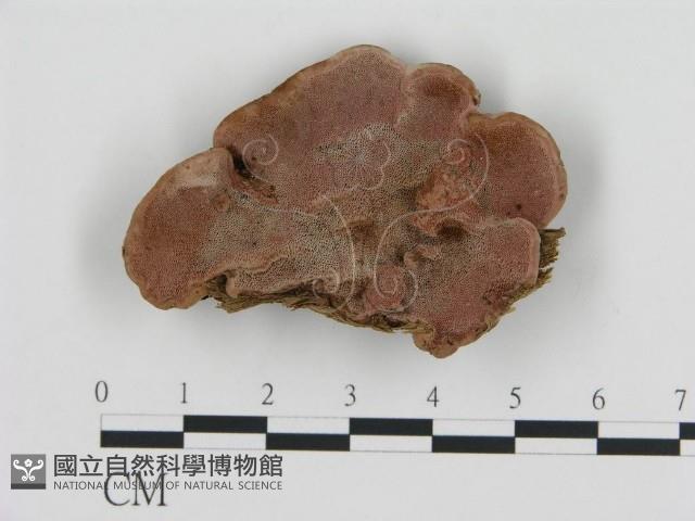 登錄號:F0017300藏品圖，第1張