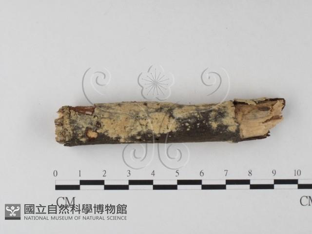 登錄號:F0025300藏品圖，第3張