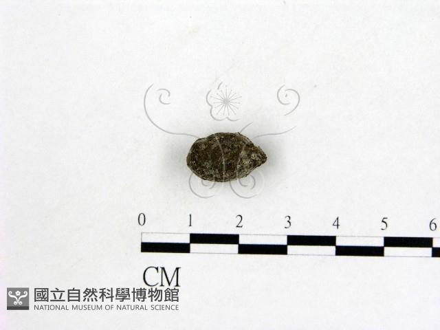 登錄號:F0005300藏品圖，第3張