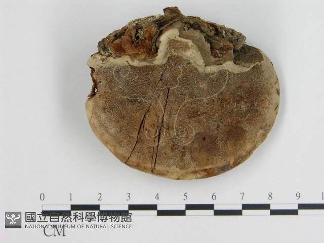 登錄號:F0015300藏品圖，第3張