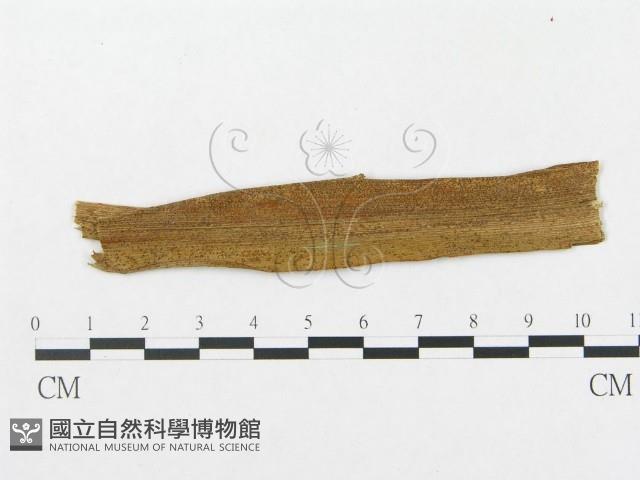 登錄號:F0019300藏品圖，第1張