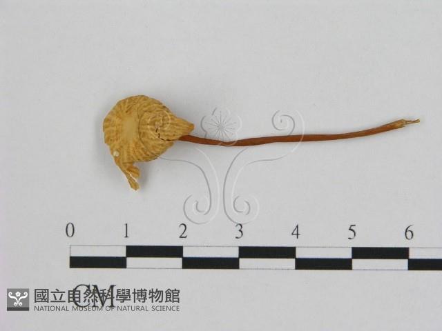 小皮傘屬藏品圖，第3張