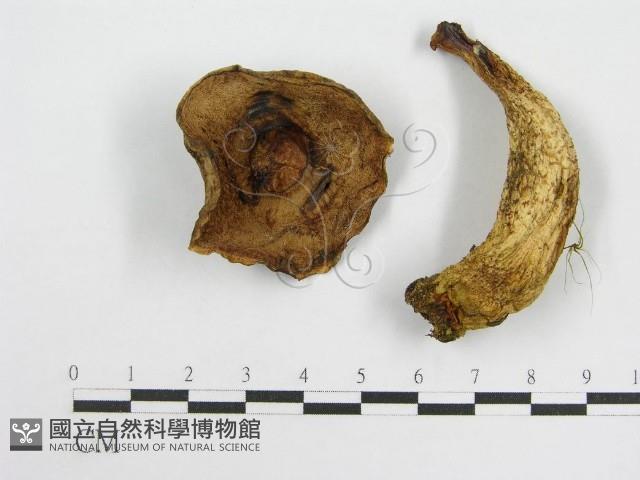 登錄號:F0013300藏品圖，第3張