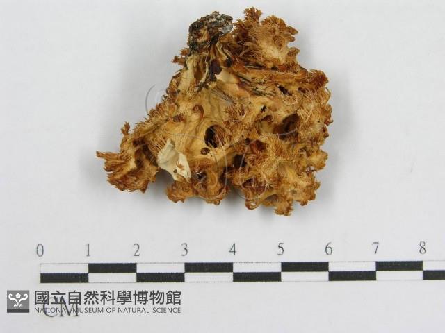 登錄號:F0008210藏品圖，第3張