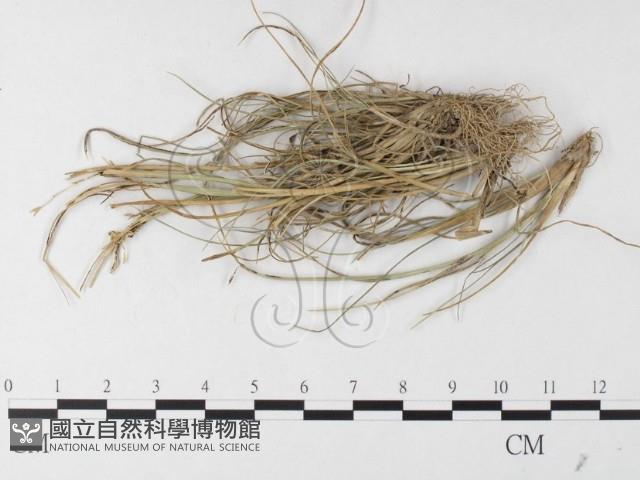 登錄號:F0026210藏品圖，第1張