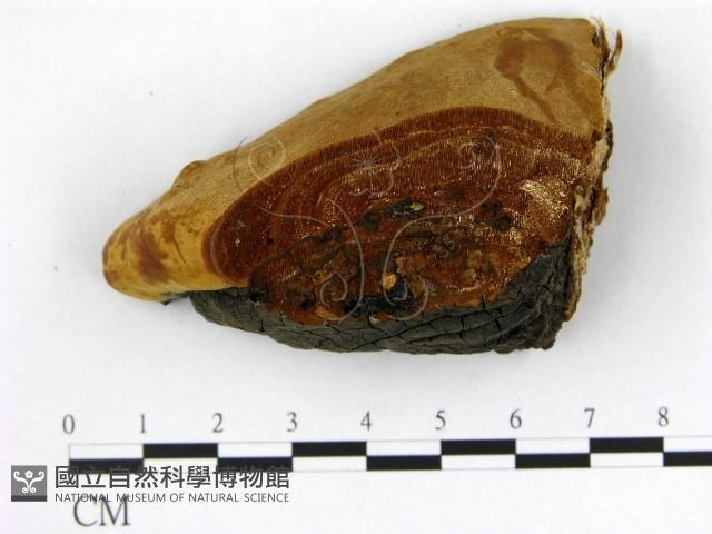 登錄號:F0006210藏品圖，第3張