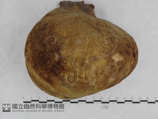金邊纖孔菌藏品圖，第4張