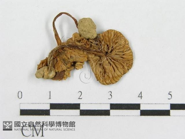 粉褶菌屬藏品圖，第3張