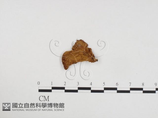 登錄號:F0024210藏品圖，第3張